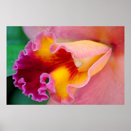 Orchid Colors Poster (Voorkant)