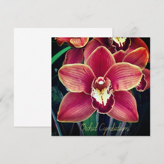 Orchid. Cymbidium (Voorkant / Achterkant)