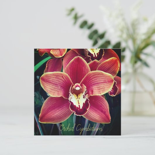 Orchid. Cymbidium (Staand voorkant)