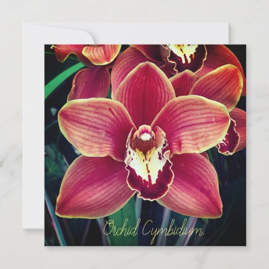 Orchid. Cymbidium (Voorkant)