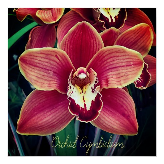 Orchid. Cymbidium Perfect Poster (Voorkant)