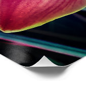 Orchid. Cymbidium Perfect Poster (Hoek)