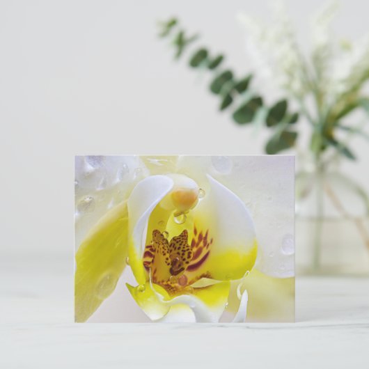 Orchid Dew Briefkaart (Staand voorkant)
