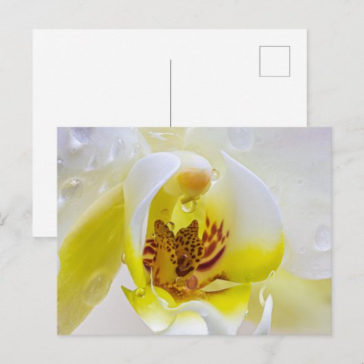 Orchid Dew Briefkaart (Voorkant / Achterkant)