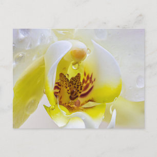 Orchid Dew Briefkaart