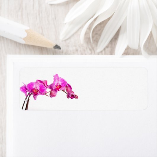 Orchid Etiket (Insitu)