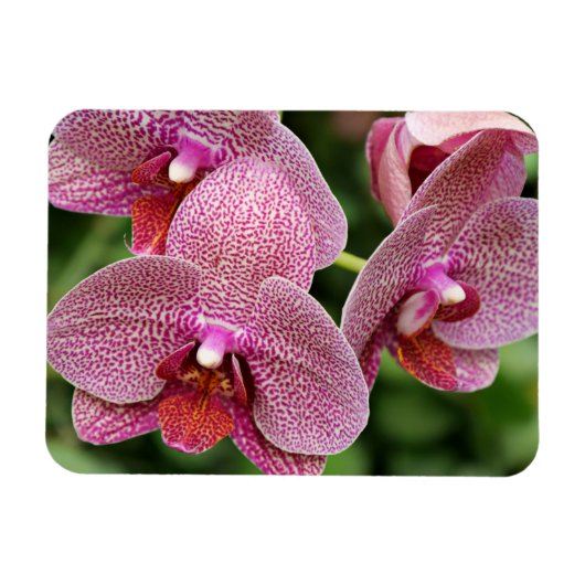 Orchid Flexible Magnet Magneet (Horizontaal)