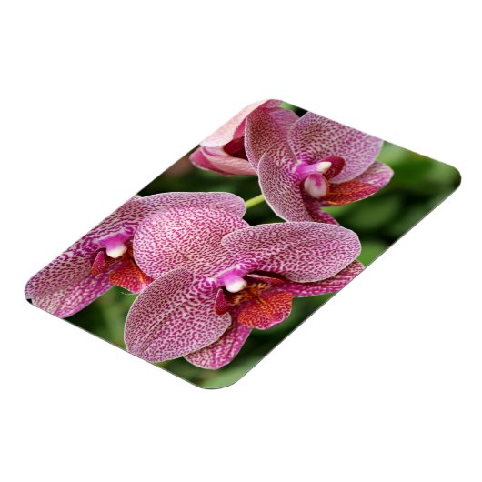 Orchid Flexible Magnet Magneet (Linkerzijde)