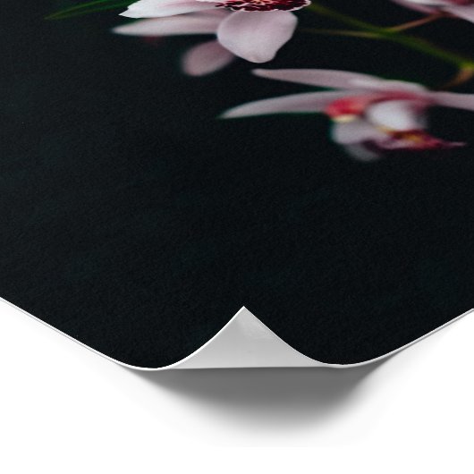 Orchid Flower Black achtergrond Poster (Hoek)