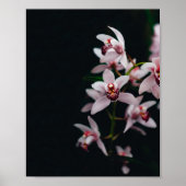 Orchid Flower Black achtergrond Poster (Voorkant)