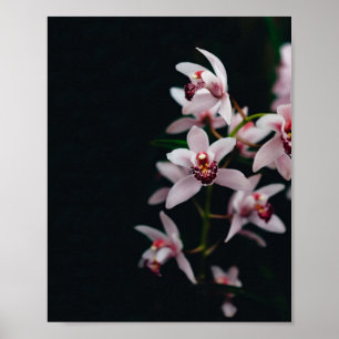 Orchid Flower Black achtergrond Poster