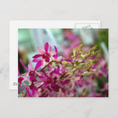 Orchid Flower Briefkaart (Voorkant / Achterkant)