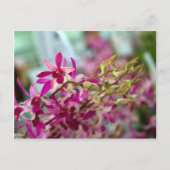 Orchid Flower Briefkaart (Voorkant)