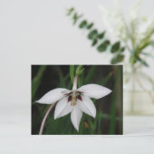 Orchid Flower Briefkaart (Staand voorkant)