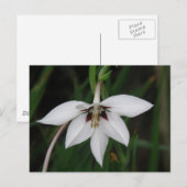 Orchid Flower Briefkaart (Voorkant / Achterkant)