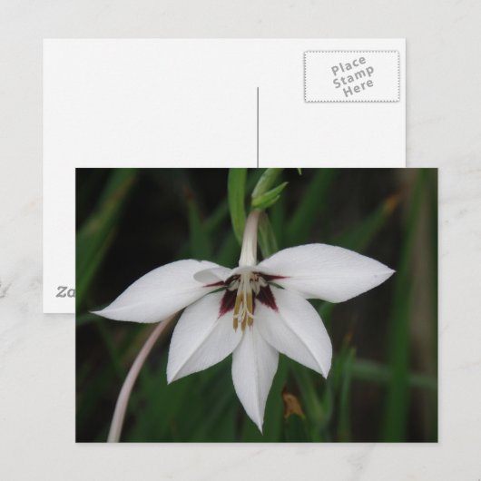 Orchid Flower Briefkaart (Voorkant / Achterkant)