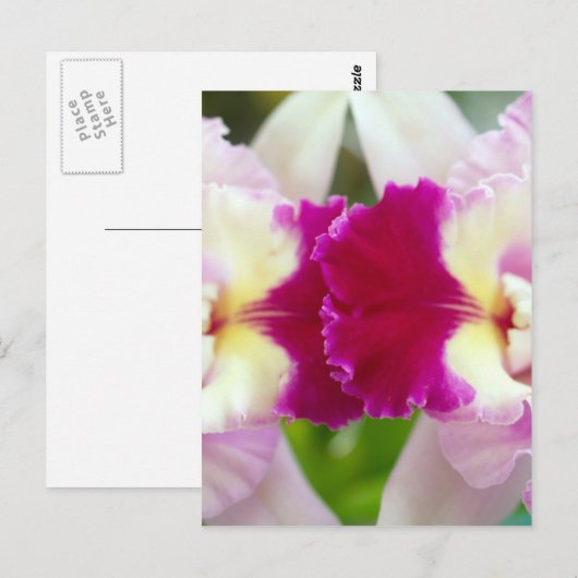 Orchid Flower Briefkaart (Voorkant / Achterkant)