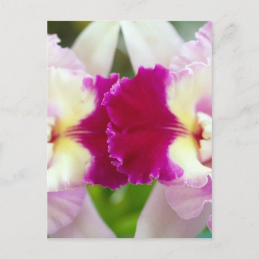 Orchid Flower Briefkaart (Voorkant)