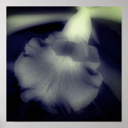 Orchid Flower Close Black and White Poster (Voorkant)