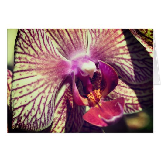 Orchid Flower Close Up Photography Note Card (Voorkant Horizontaal)