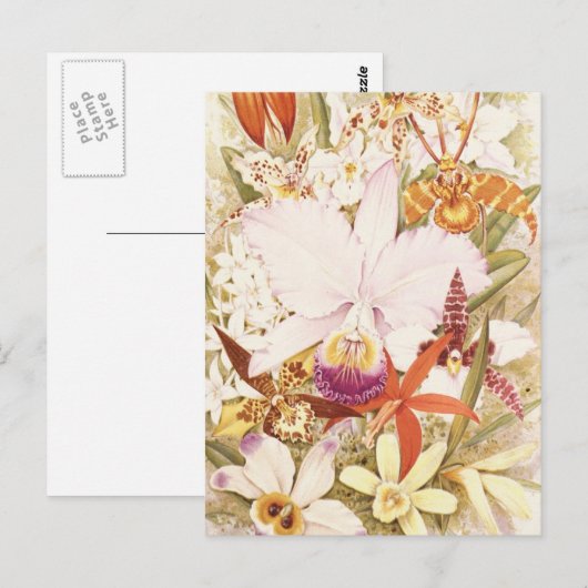  Orchid Flower  Florence Design Briefkaart (Voorkant / Achterkant)