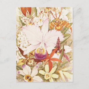 Orchid Flower  Florence Design Briefkaart