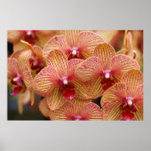 Orchid Flower Poster (Voorkant)