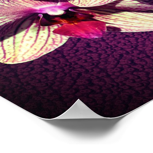 Orchid Flower Trio Uw eigen tekst toevoegen Poster (Hoek)