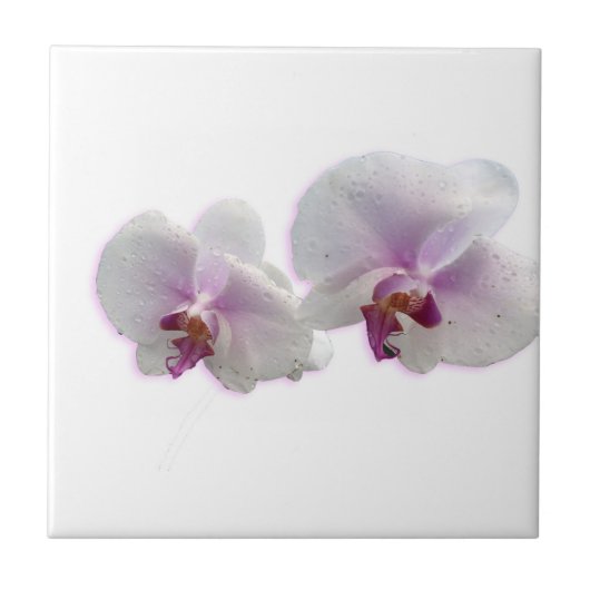 Orchid Flowers Ceramic Tile Tegeltje (Voorkant)