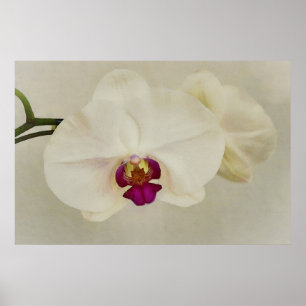 Orchid Flowers close-up Art Poster