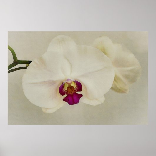 Orchid Flowers close-up Art Poster (Voorkant)