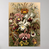  Orchid Flowers door Ernst Haeckel Poster (Voorkant)