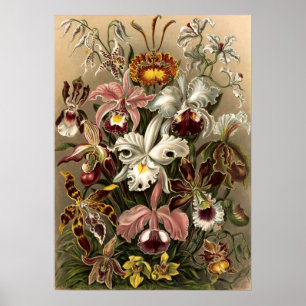 Orchid Flowers door Ernst Haeckel Poster