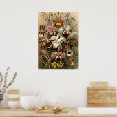  Orchid Flowers door Ernst Haeckel Poster (Keuken)