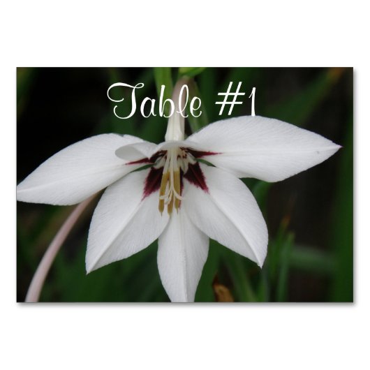 Orchid Flowers Kaart (Voorkant)