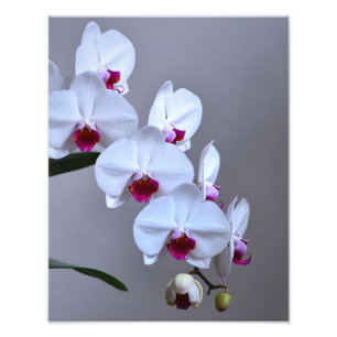 Orchid Foto Afdruk