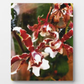 Orchid Fotoplaat (Voorkant)