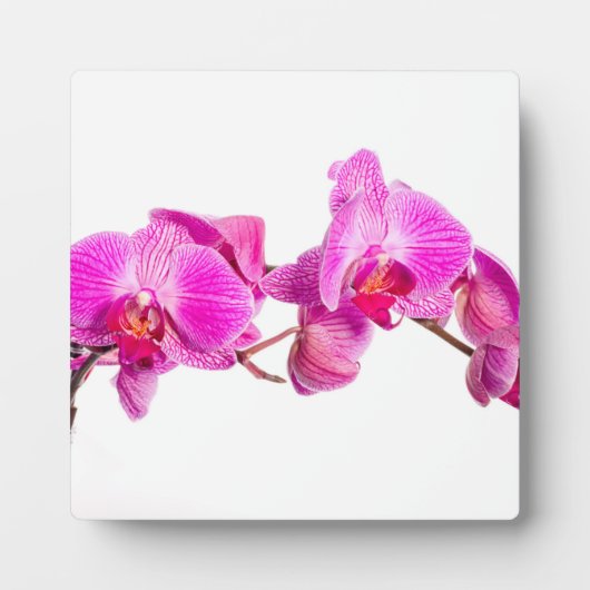 Orchid Fotoplaat (Voorkant)