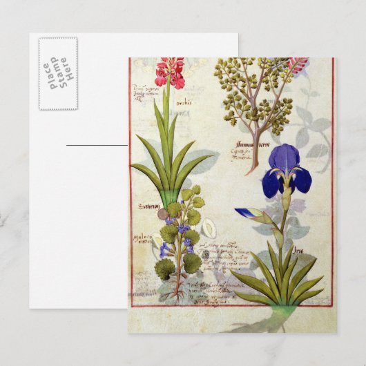 Orchid & Fumitory or Bleeding Heart Hedera & Iris Briefkaart (Voorkant / Achterkant)