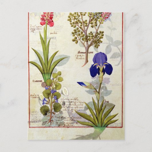 Orchid & Fumitory or Bleeding Heart Hedera & Iris Briefkaart (Voorkant)
