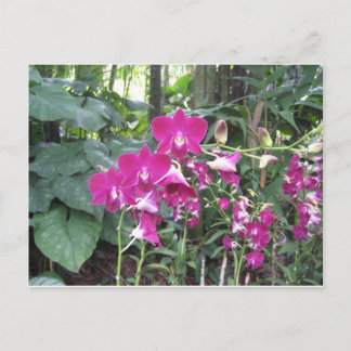 Orchid Garden, Singapore Briefkaart