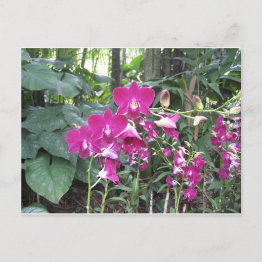 Orchid Garden, Singapore Briefkaart (Voorkant)