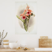 Orchid geïllustreerd poster (Keuken)