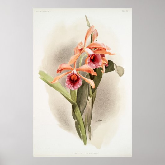Orchid geïllustreerd poster (Voorkant)