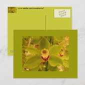 Orchid Green Cymbidium Briefkaart (Voorkant / Achterkant)