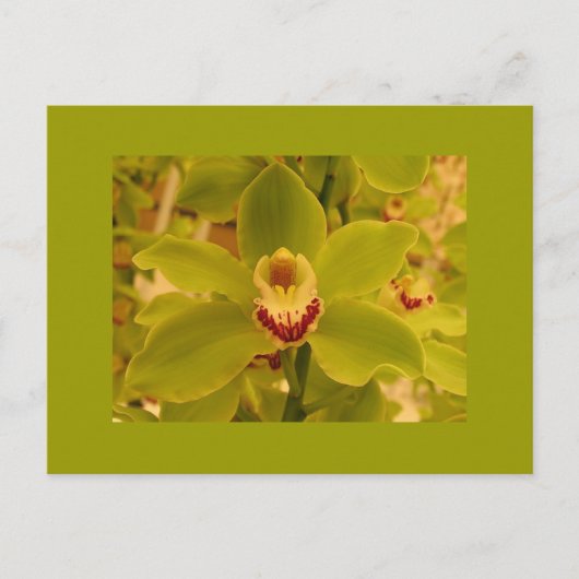 Orchid Green Cymbidium Briefkaart (Voorkant)