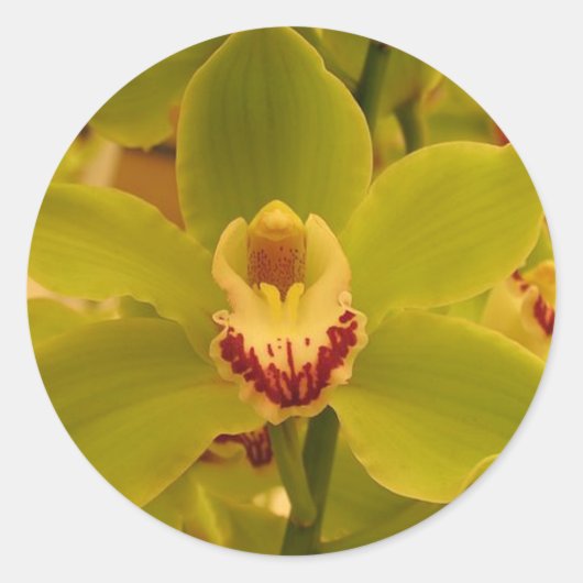 Orchid Green Cymbidium Ronde Sticker (Voorkant)
