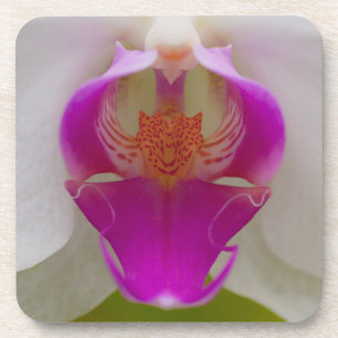 Orchid Hard Plastic Onderzetters (set van 6)
