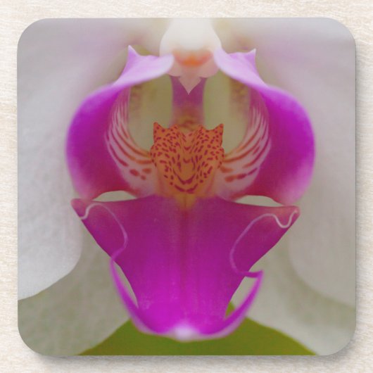 Orchid Hard Plastic Onderzetters (set van 6) (Voorkant)