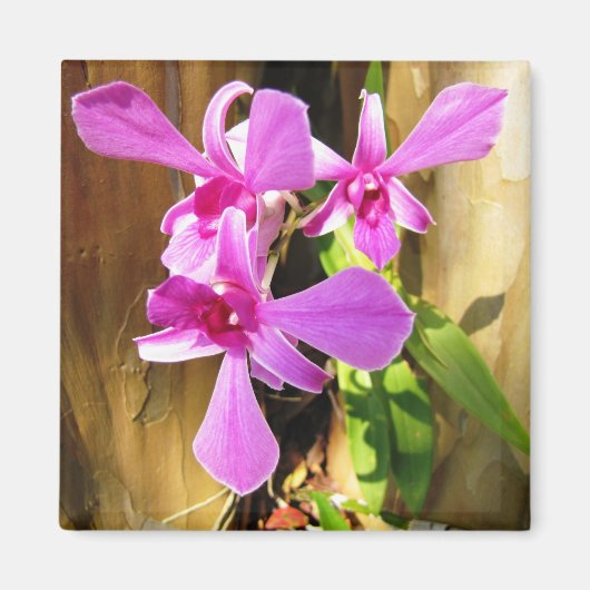 Orchid in Crepe Myrtle Tree Magnet (Voorkant)